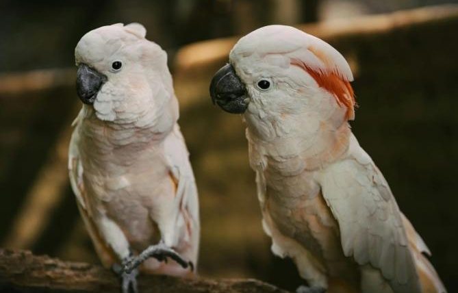 母鸚鵡發情動作