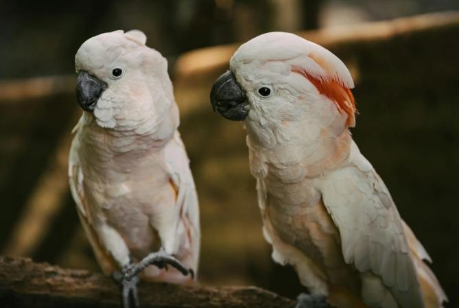 母鸚鵡發情徵兆