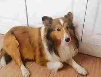 喜樂蒂牧羊犬飼養困難 喜樂蒂牧羊犬飼養困難