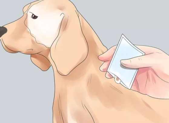 狗咬傷處理 狗咬傷處理