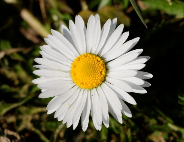 雛菊顏色象徵 雛菊顏色象徵