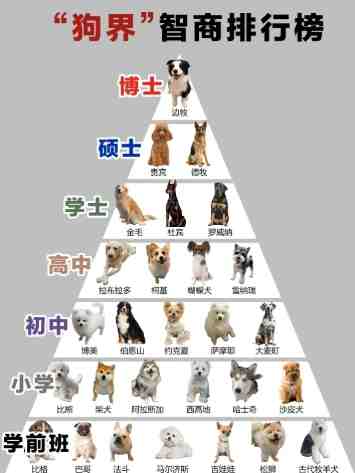 小型犬訓練方法