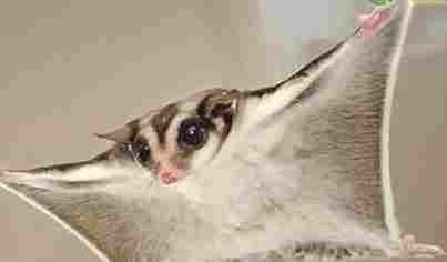 蜜袋鼯行為 蜜袋鼯行為