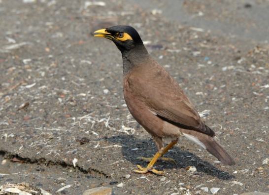 八哥鳥壽命 八哥鳥壽命