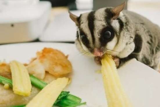 蜜袋鼯飲食 蜜袋鼯飲食