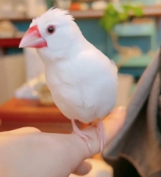 文鳥飼養技巧 文鳥飼養技巧