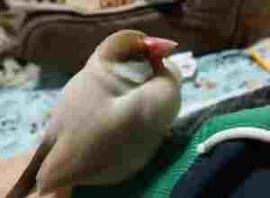 文鳥食物選擇 文鳥食物選擇