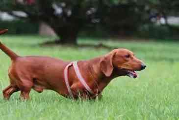 臘腸狗飼養 臘腸狗飼養