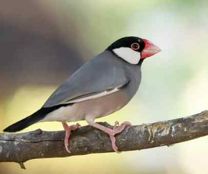 文鳥配對技巧 文鳥配對技巧
