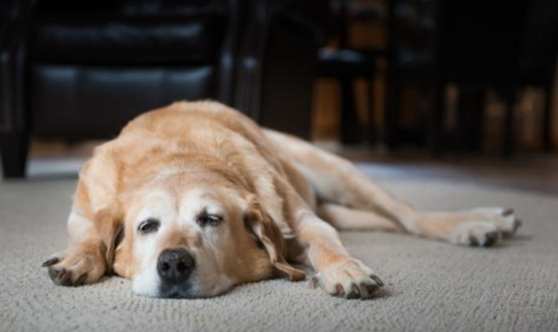 狗狗心跳不規律