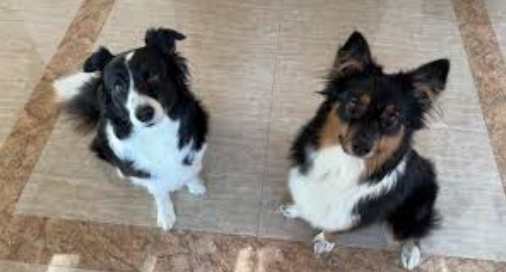 迷你澳大利亞牧羊犬大小 迷你澳大利亞牧羊犬大小