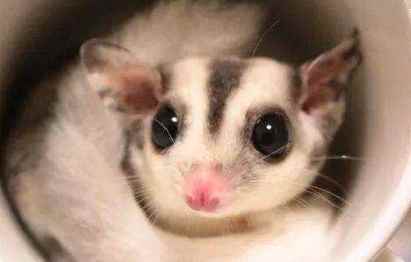 蜜袋鼯繁殖 蜜袋鼯繁殖