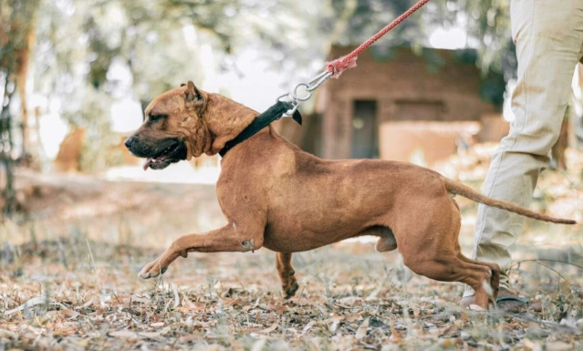 狗狗出門不受控