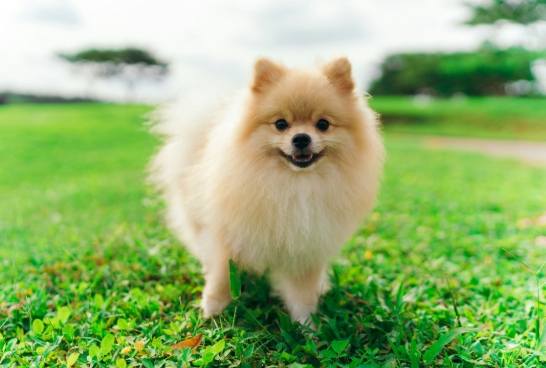 博美犬價格 博美犬價格