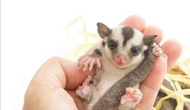 蜜袋鼯裝死 蜜袋鼯裝死