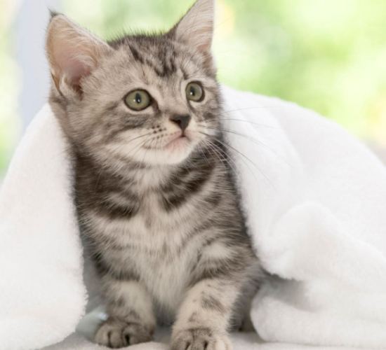 貓洗澡癲癇原因 貓洗澡癲癇原因