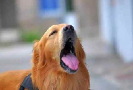 狗哼氣應對 狗哼氣應對