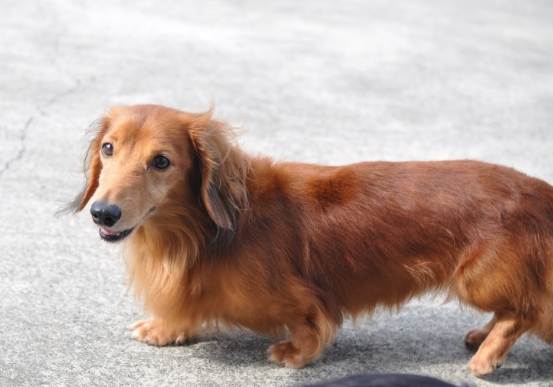 臘腸狗身形原因 臘腸狗身形原因