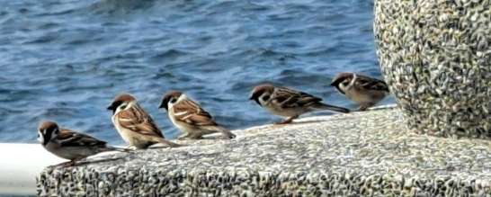 撿到幼鳥處理 撿到幼鳥處理