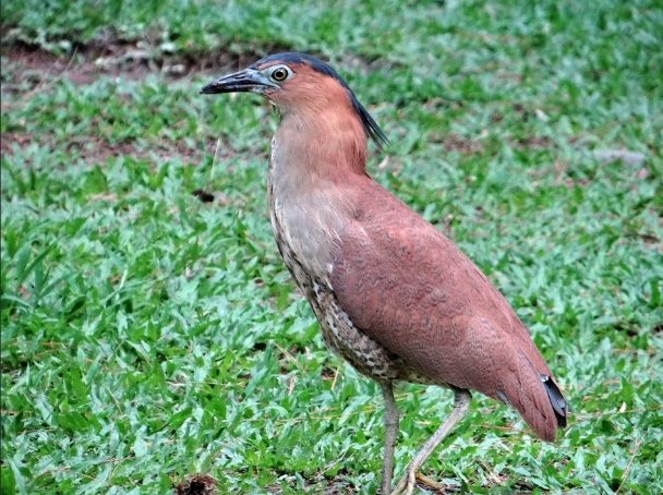 黑冠麻鷺保護現狀