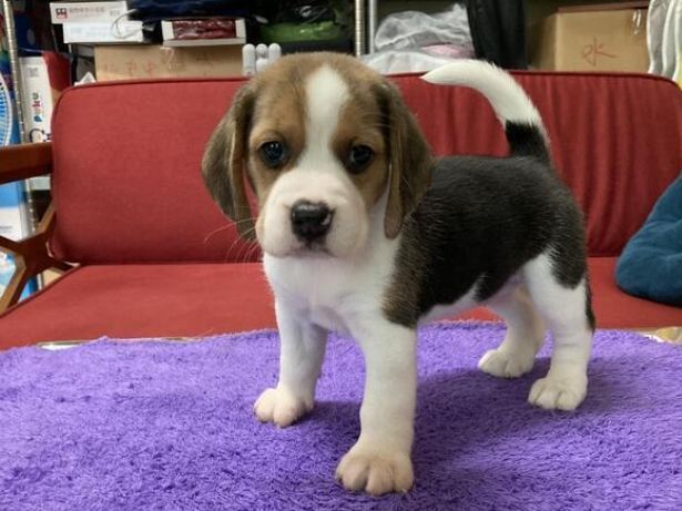 領養米格魯幼犬注意事項