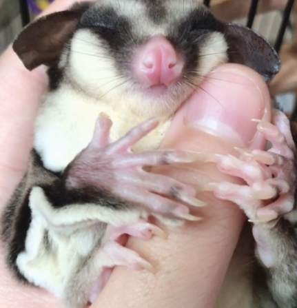 蜜袋鼯行為問題 蜜袋鼯行為問題