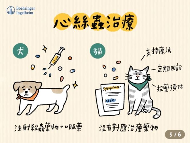 貓心絲蟲治療全攻略：症狀、診斷、治療與預防完整指南