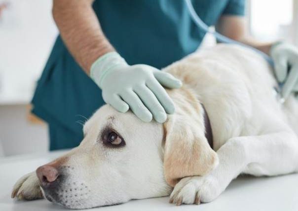 老狗睡覺呼吸急促