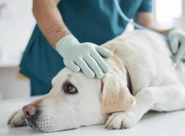 老狗睡覺呼吸急促全攻略：原因、症狀與緊急處理指南