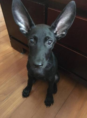 狗耳朵黑點 狗耳朵黑點