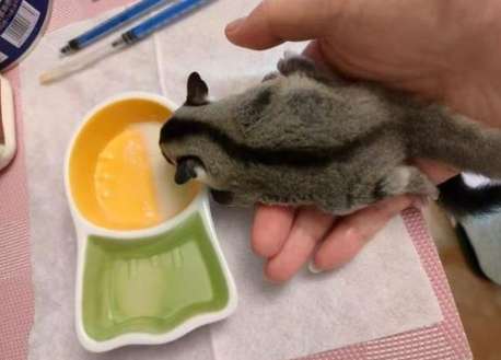 蜜袋鼯肉粉食譜