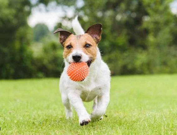 狗狗心臟病第三期 狗狗心臟病第三期