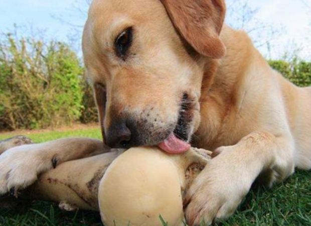 桃膠對狗狗有害嗎 桃膠對狗狗有害嗎