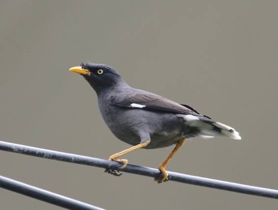 八哥鳥壽命 八哥鳥壽命