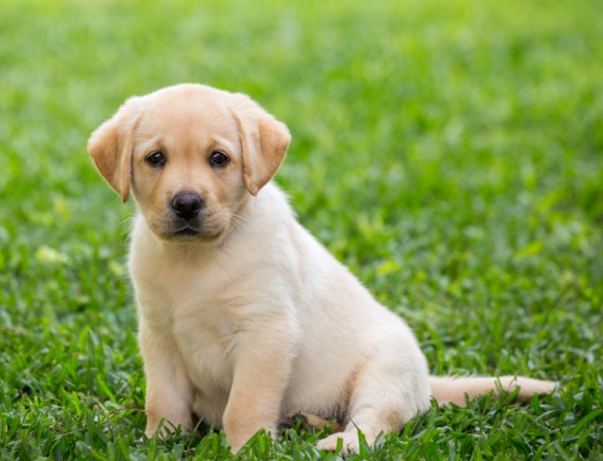 小狗特性 小狗特性