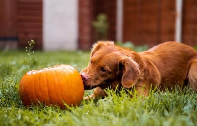生南瓜對狗的好處 生南瓜對狗的好處