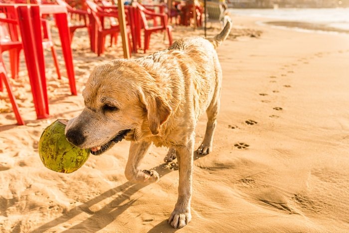 狗椰子水風險 狗椰子水風險
