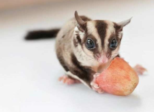 蜜袋鼯可以吃西瓜嗎