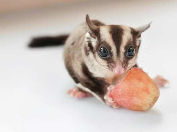 蜜袋鼯可以吃西瓜嗎？完整餵食指南與健康風險解析