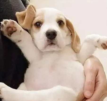 狗狗沒有安全感