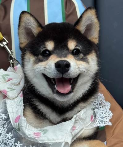 柴犬撫摸技巧 柴犬撫摸技巧