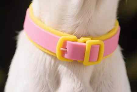 狗狗除蚤項圈
