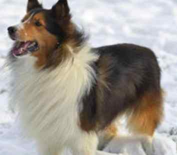 喜樂蒂牧羊犬体型 喜樂蒂牧羊犬体型