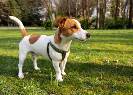 梗犬有哪些品種？