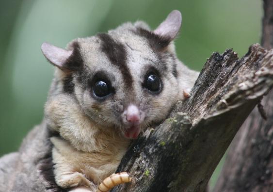 蜜袋鼯飼養 蜜袋鼯飼養