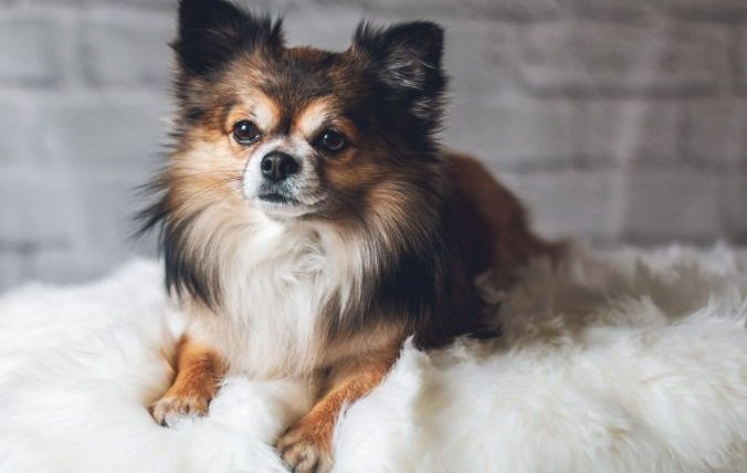 長毛吉娃娃缺點