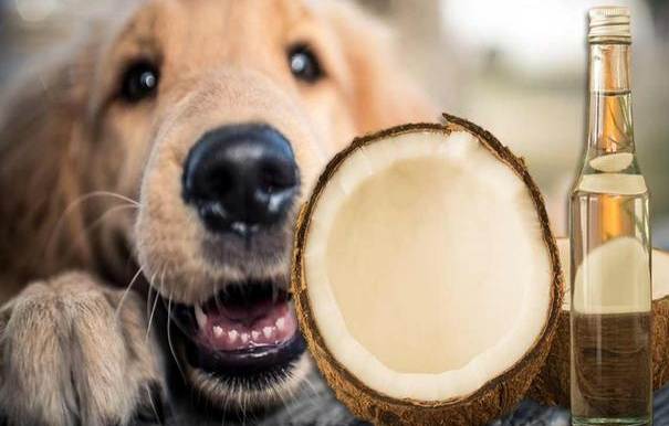 狗椰子水好處 狗椰子水好處