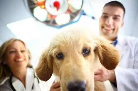 絕育後狗行為變化 絕育後狗行為變化