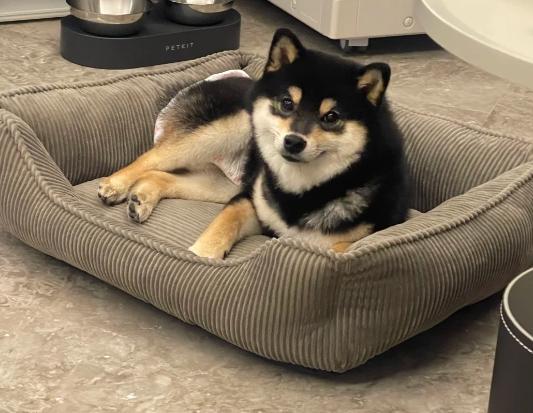 柴犬喜歡被摸部位 柴犬喜歡被摸部位