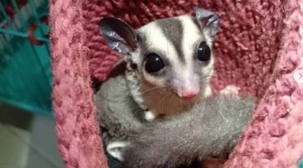 蜜袋鼯健康食譜 蜜袋鼯健康食譜